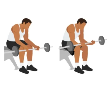 Curl de poignet assis avec une barre(avec paume vers le haut)