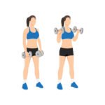 Curls inversés pour les biceps avec haltères