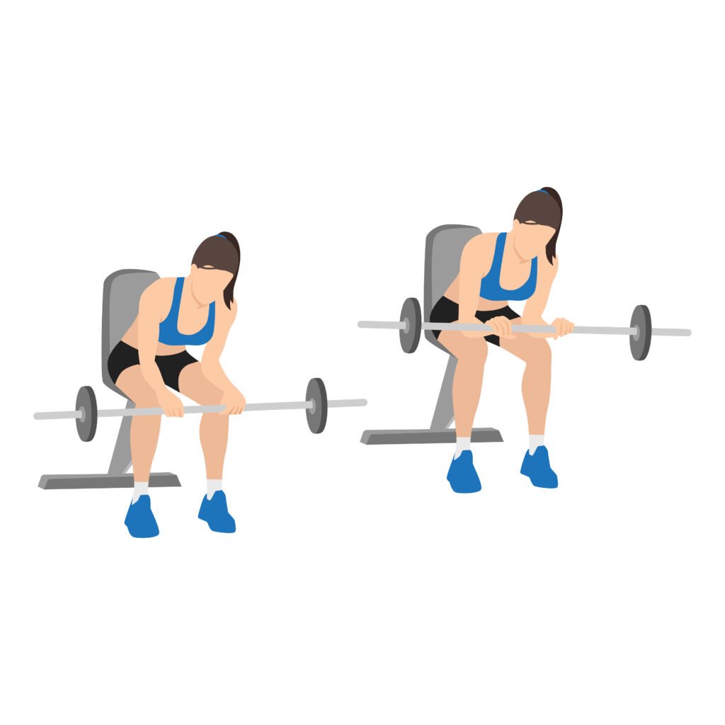 Curl de poignet assis avec une barre(avec paume vers le bas )