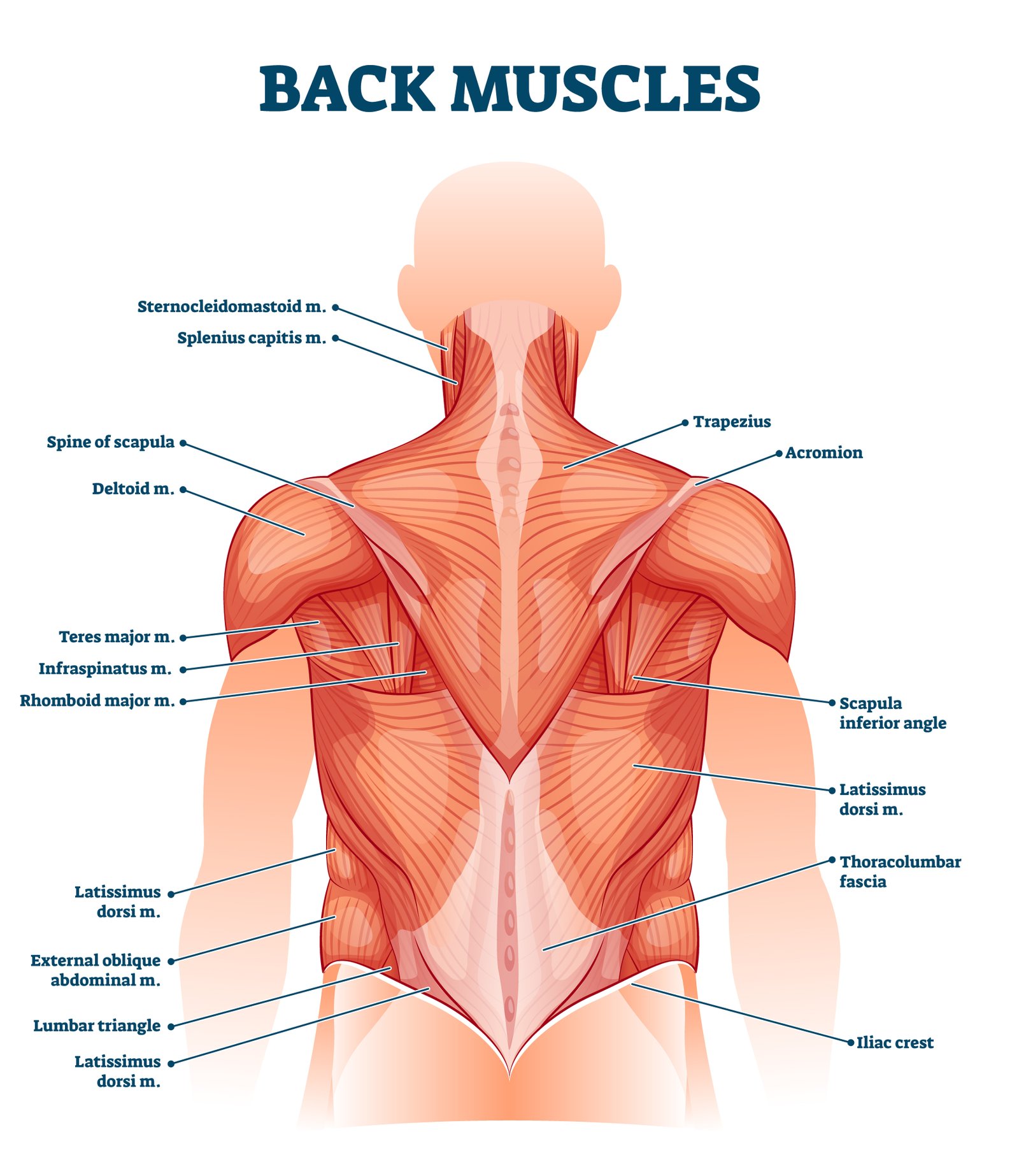 MUSCLES DU DOS