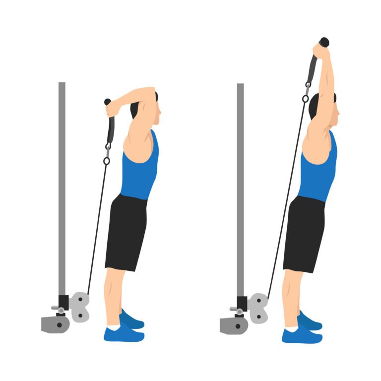 Extension verticale des triceps à la poulie basse