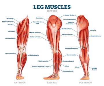 Votre exercice Cardio à domicile 8 Les Muscles des Membres Inférieurs