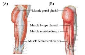 LES ISCHIO-JAMBIERS 23 Muscles ischio jambiers anatomie