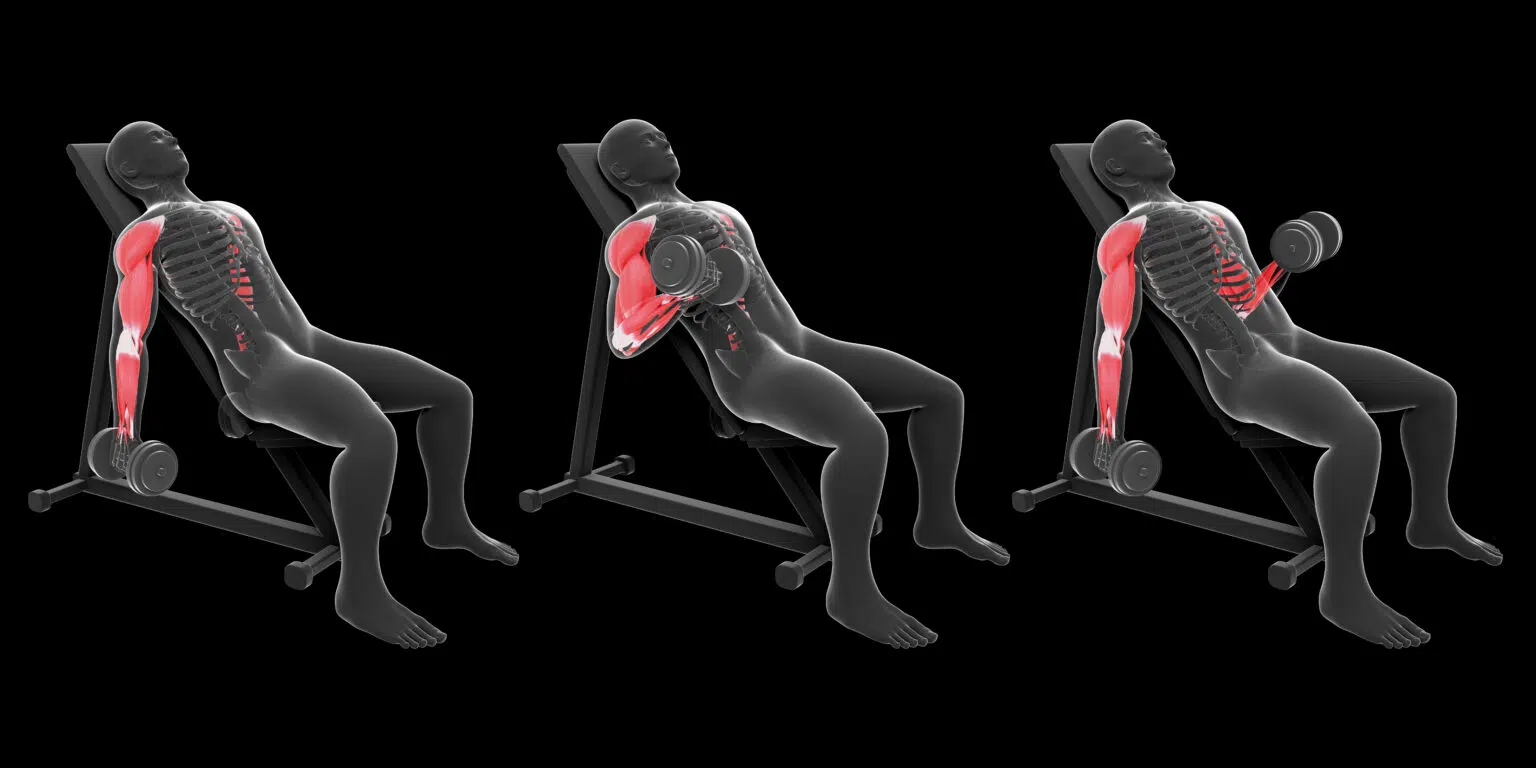 Le curl biceps alterné en supination sur banc incliné