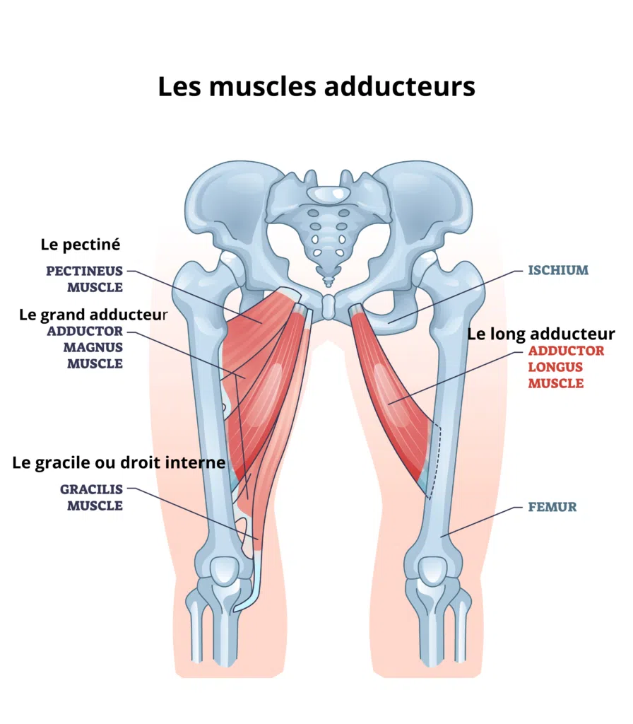 Adducteurs