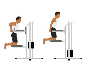 Curl Biceps Alterné En Supination  L’Exercice Clé Pour Des Bras 12 Dips assistés