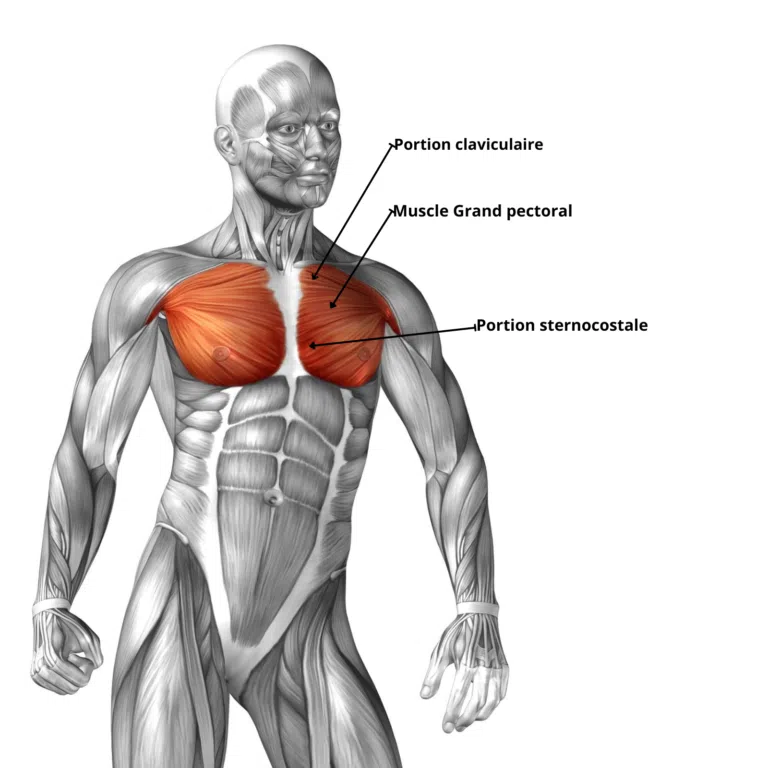 Grand pectoral