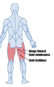 LES ISCHIO-JAMBIERS 22 L'importance des ischio-jambiers