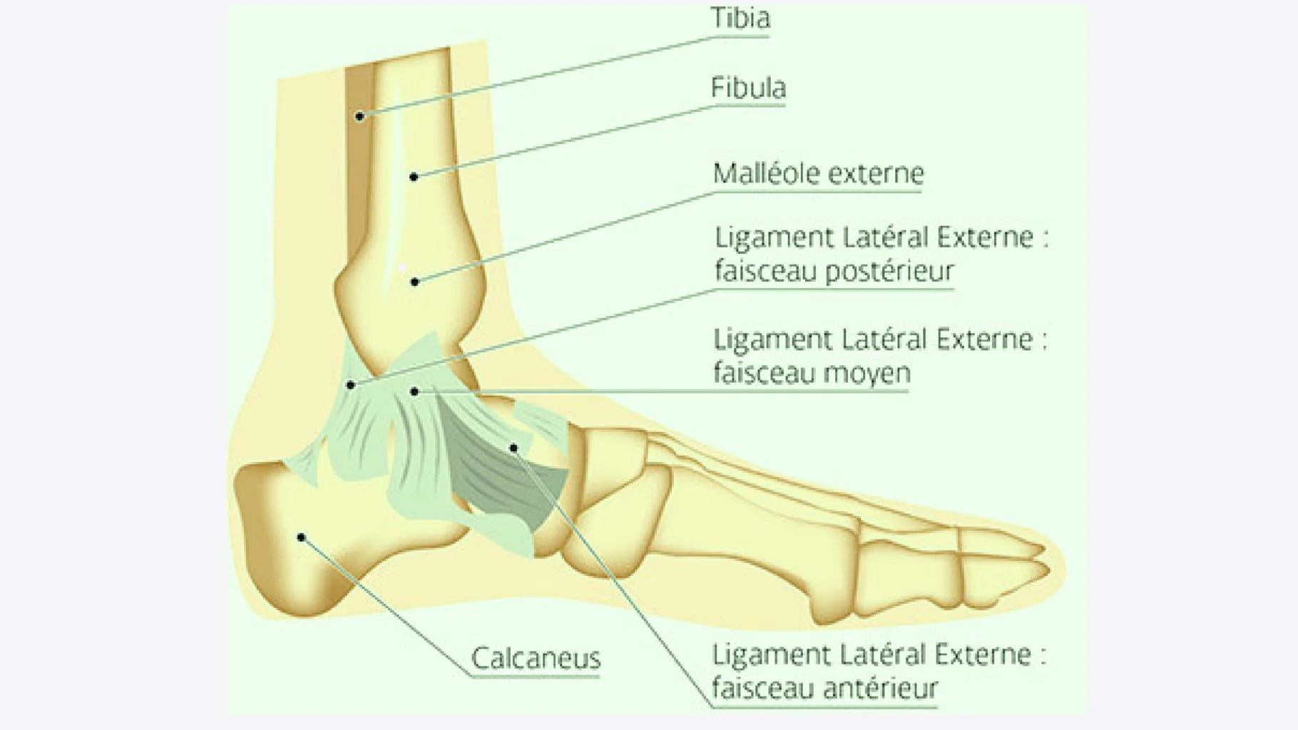 anatomie de la cheville