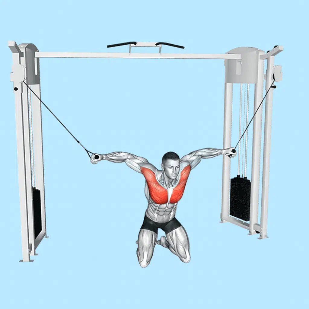 Écarté à la poulie vis-à-vis haute à genoux :