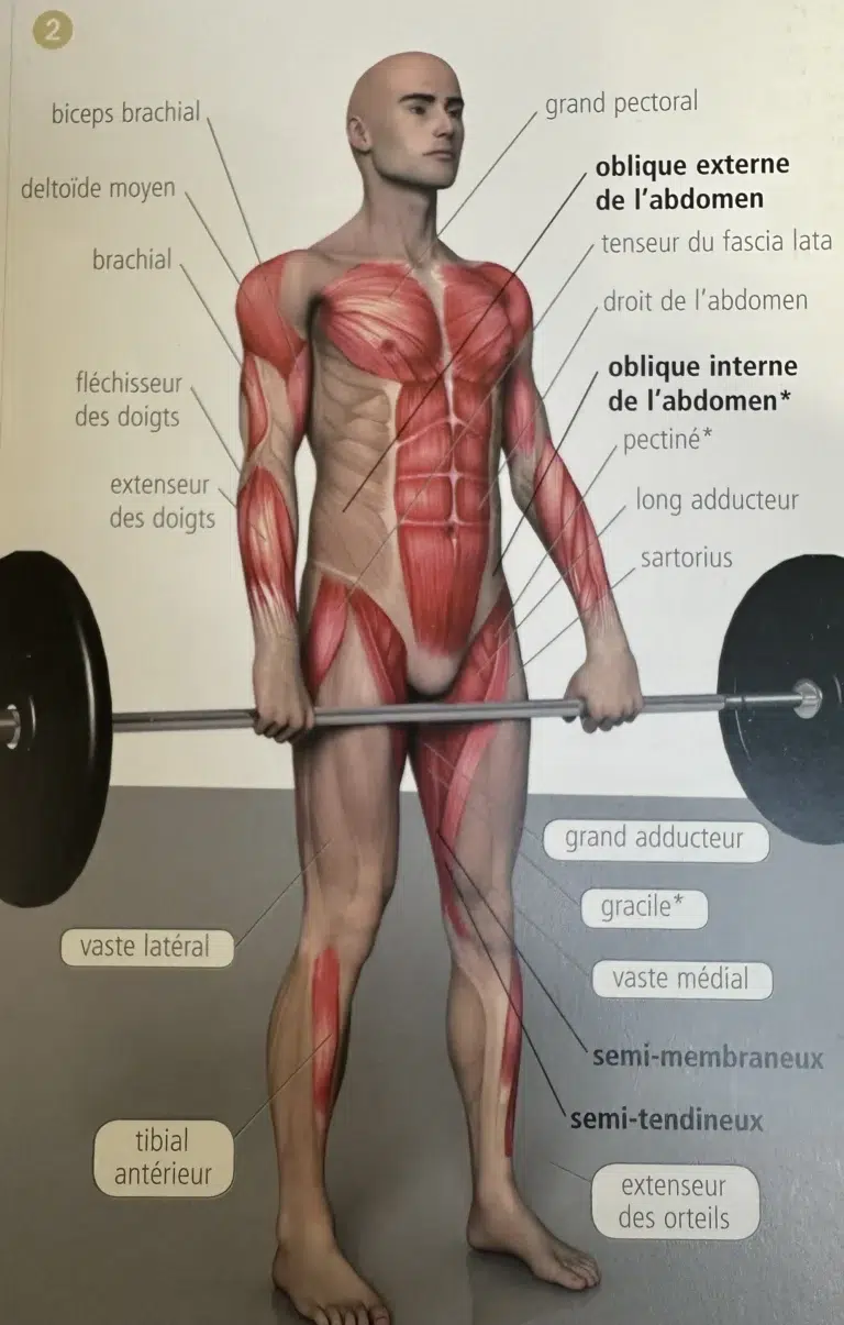 soulevé de terre,deadlift