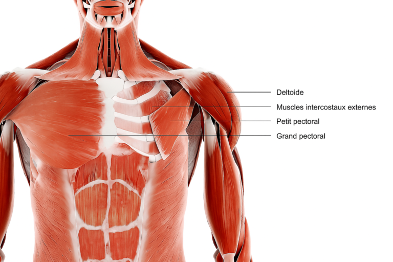 Muscles pectoraux