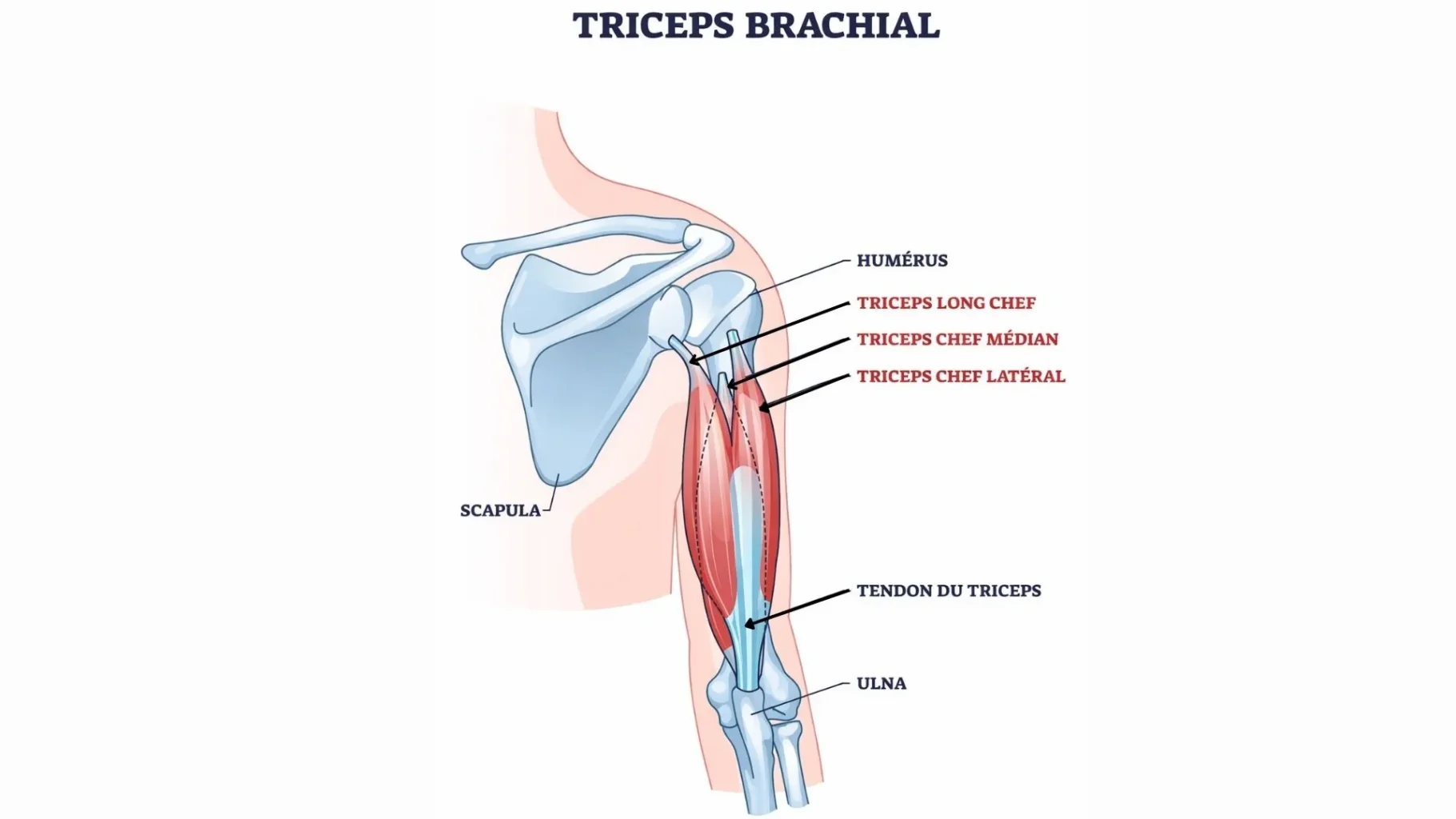 Tendinite du triceps : symptômes, traitements, prévention et programme d’exercices 2 Anatomie:triceps brachial -- tendon du triceps- tendinite triceps